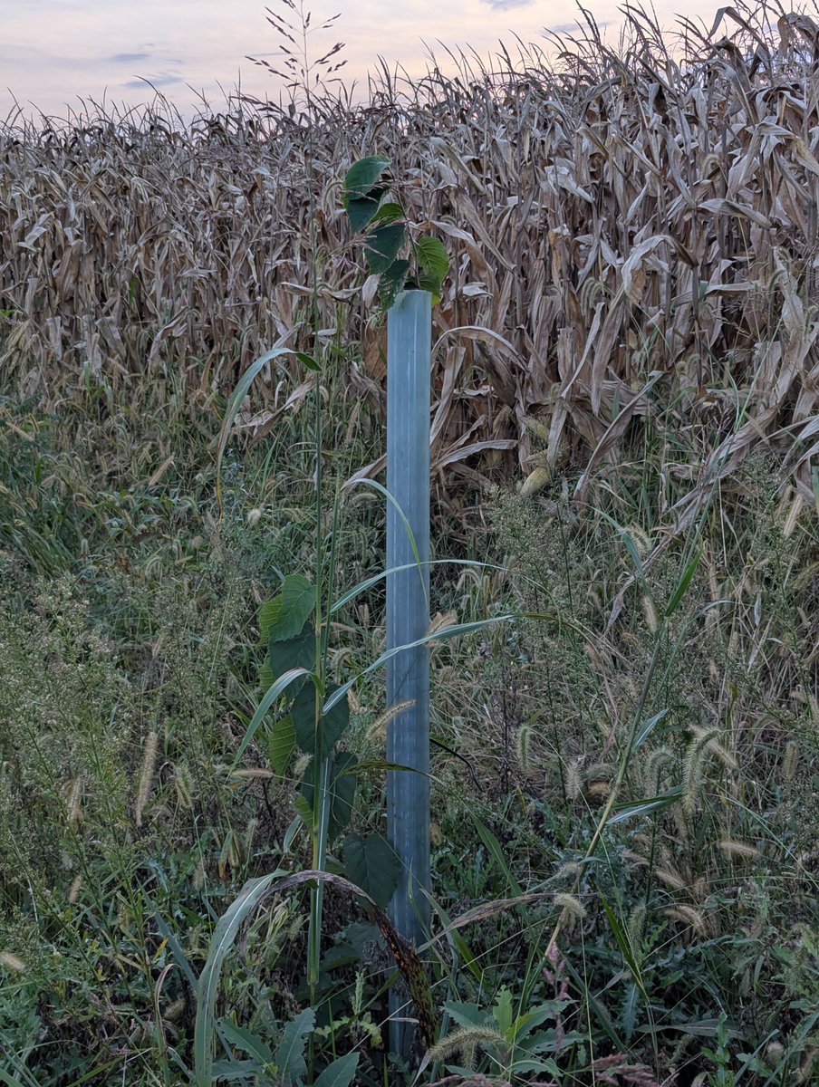 PatrickHeizer's tweet photo. A few of the hazelnuts in our western hedgerow.

Planted by @VA_Joe_S https://t.co/dEKHnKOxmt