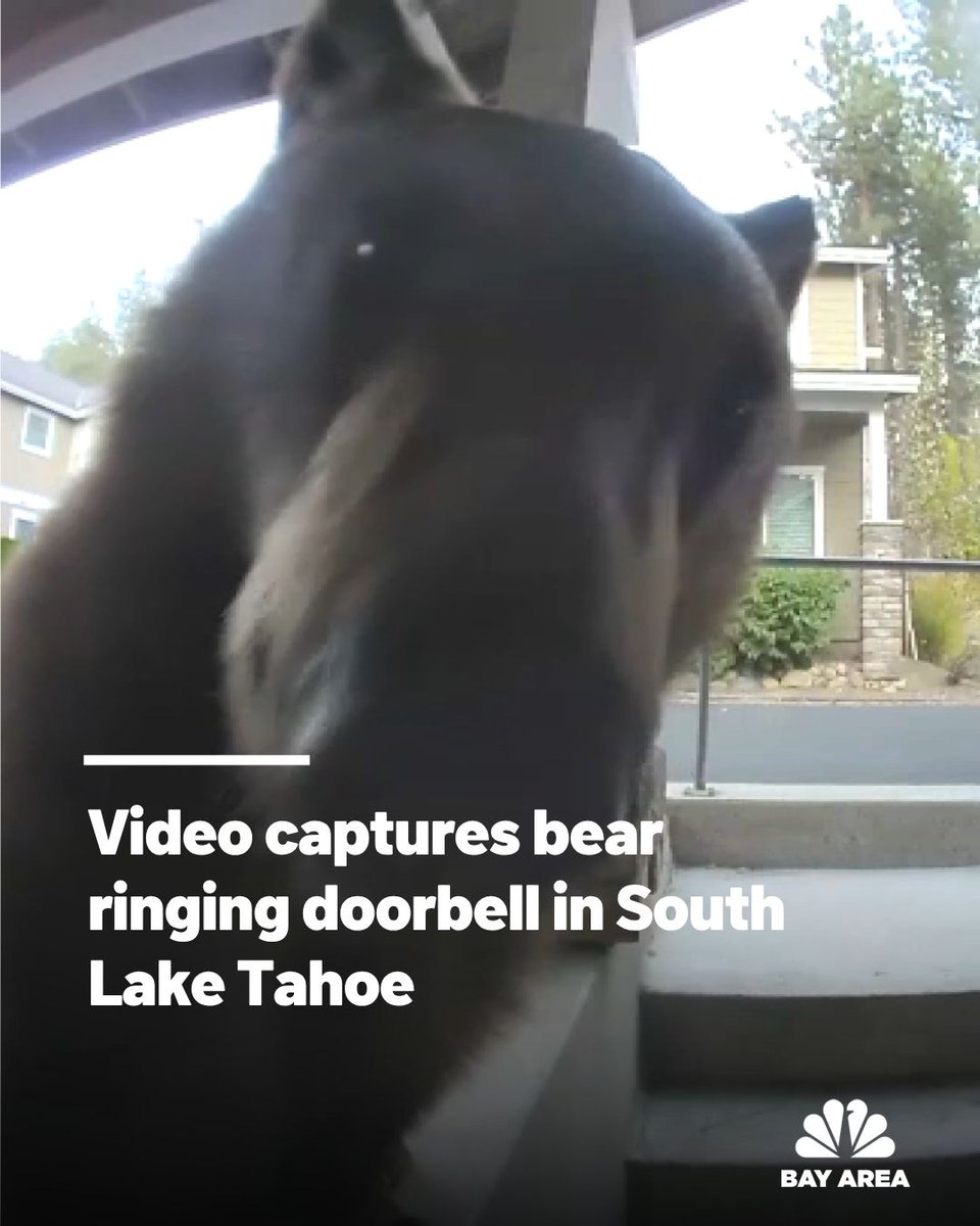 nbcbayarea's tweet photo. Anyone home? A Ring camera captured a black bear ringing the doorbell of a South Lake Tahoe home. https://t.co/zs6SfAU6E3 https://t.co/zN3YTQXCLc