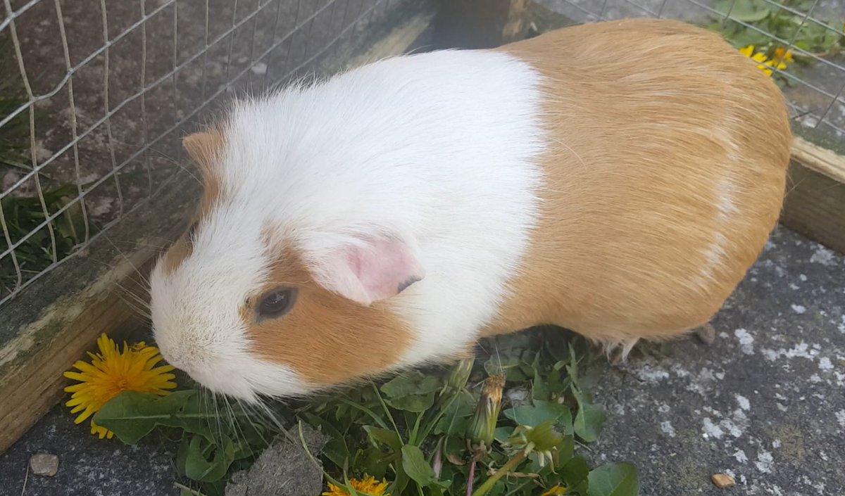 LiklFluffDragon's tweet photo. Memories : Daisy being the cutest gardner
https://t.co/BkH5qnWubW https://t.co/SfIUl3zqNE