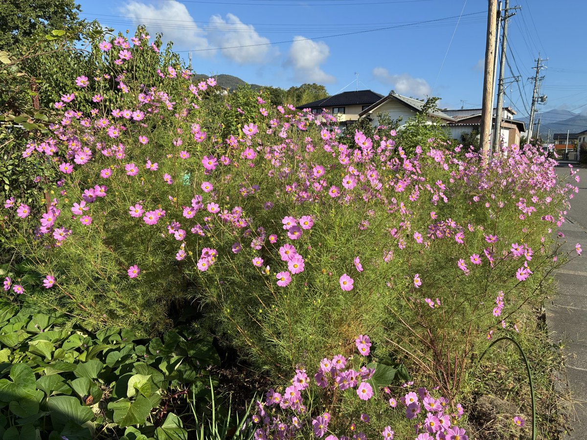 monmotyan's tweet photo. 10月ですよ！今年も残り3ヶ月👀
清々しいコスモスも見頃です🌸

出掛ける時忘れるとソワソワ落ち着けなくなるものは？5つあげなさい😁

はい、スマホ、免許証など入った定期入れ、財布、車の鍵、そして数珠です🤭
ボクは数珠を握っていると安心できる人なのだ😊

神無月���どうぞよろしくお願いします🙏 https://t.co/NpFC2l9gze