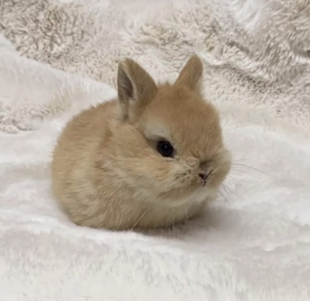 cutiesprnkle's tweet photo. moothunt #24 || im yamii!! 𐔌՞. .՞𐦯🥕 ༘⋆

ifb blindly!! she/her ⋆.𐙚 ̊

digital diary page, trying to make friends!! ^^ 🎀

 ₊˚⊹ ♥︎ / ↺  to be moots 

#kpoptwt #venttwt #988twt #multifandom #moothunt #promotwtㅤ
#animetwt #cute #bunnytwt https://t.co/dY0FTe4qVE