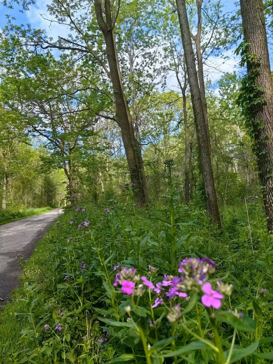sam_gar7144's tweet photo. [Hey everyone! Check out this special stuff about 侗狭疽槐 in our local flora—totally unique and worth sharing!] https://t.co/4QKfacoV95