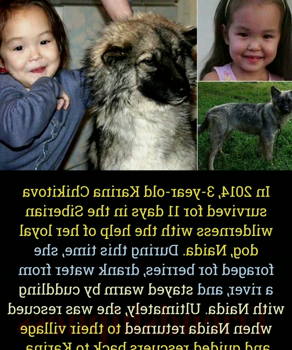 StevenThomkdsz's tweet photo. 3-Year-Old Survives 11 Days Alone in the Siberian Wilderness. https://t.co/YWcjXXCeqf
