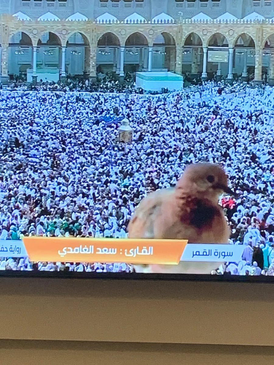 Shdenii's tweet photo. كيوت الحين يرجع لاهله يقول طلعت بالتلفزيون 🤣❤️ https://t.co/Zh94ZUd6iK