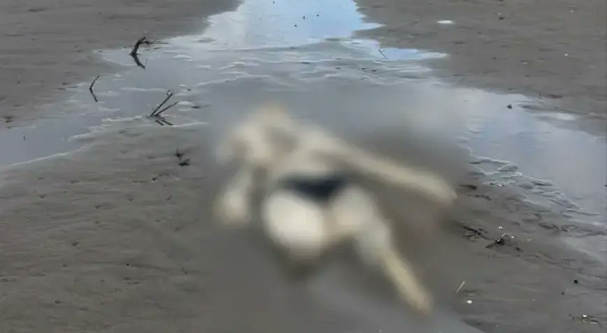 darkwebhaber's tweet photo. Samsun’un Terme ilçesinde sahilde insan iskeleti gören bir vatandaş, durumu 112’ye bildirdi. 

Ekiplerin incelemesinde iskeletin üzerinde mayoya benzer bir kıyafet bulunduğu belirlenirken, kimliğinin tespiti için çalışma başlatıldı. https://t.co/CsyLk87ZCh