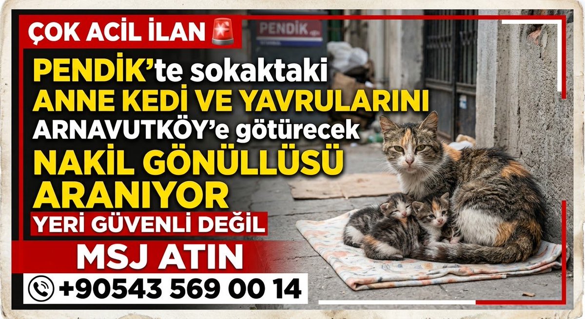 womanchildanima's tweet photo. PENDİK’te sokaktaki ANNE VE BEBEKLERİNİ ARNAVUTKÖY’e götürecek 

NAKİL GÖNÜLLÜSÜ ARANIYOR

ÇOK ACİL İLAN🚨 
YERİ GÜVENLİ DEĞİL

MSJ ATIN
+90543 569 00 14

(Temsili görsel) https://t.co/nZlzkPxxOz