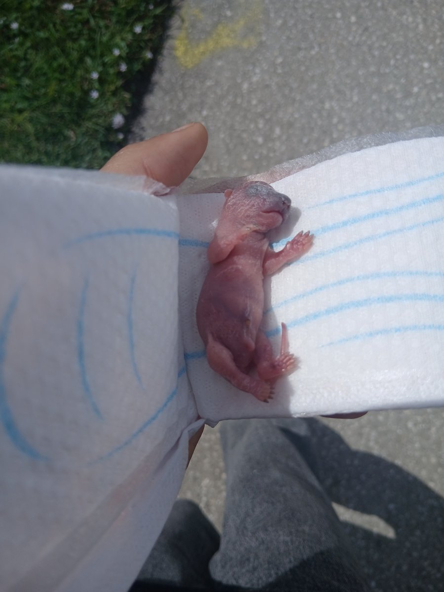 KatsukiCEO's tweet photo. Walking home from school finds https://t.co/BoPoVT1xxD