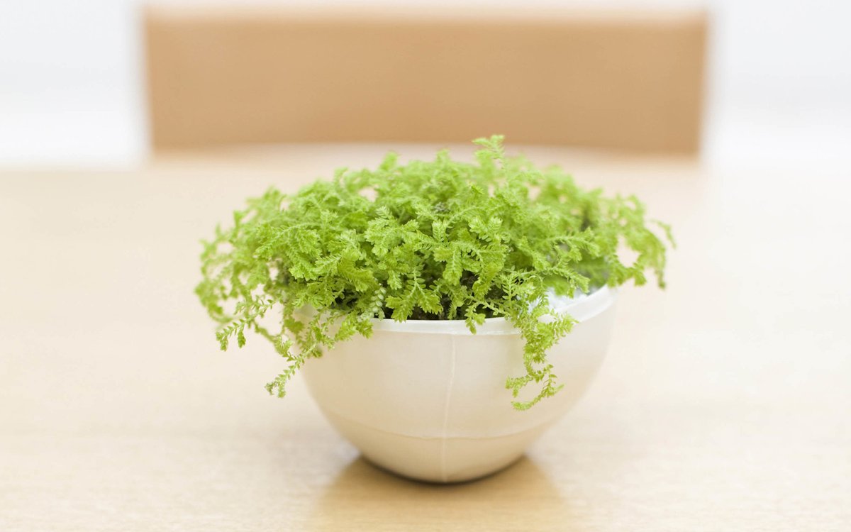 CarolineMegkh's tweet photo. Turning an old glass jar into a cute plant pot for my desk—zero waste, full joy! ， https://t.co/bxkvZcKCIH