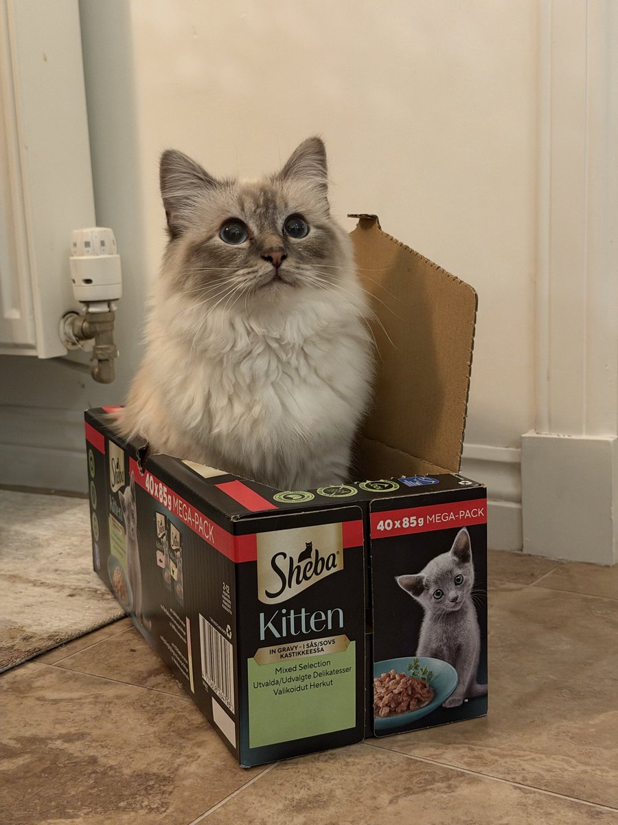 TheBobbat's tweet photo. @ShebaBrand Tried Bagel on a few different brands but she’ll only eat Sheba! https://t.co/MGfObRANp8