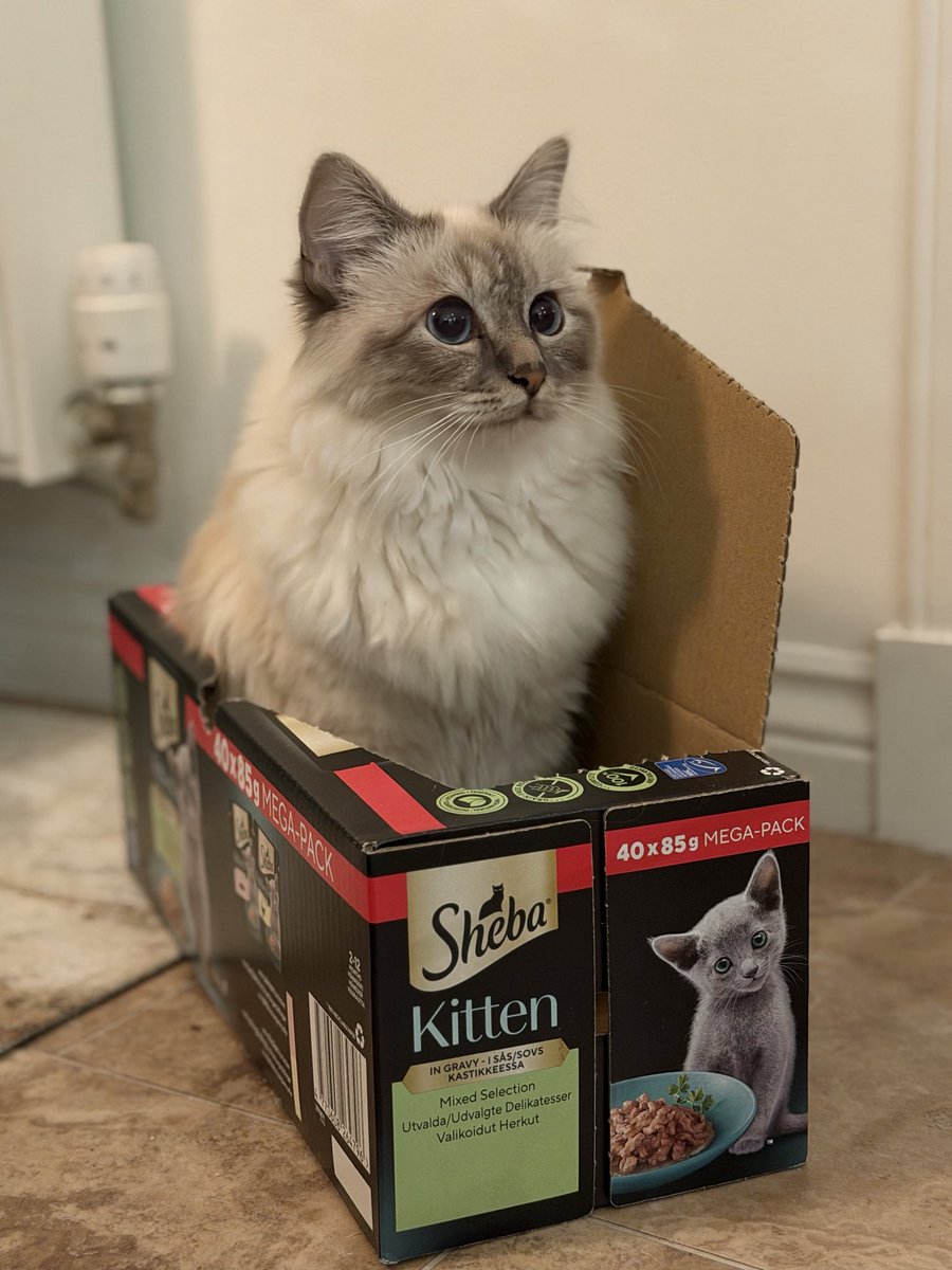 TheBobbat's tweet photo. @ShebaBrand Tried Bagel on a few different brands but she’ll only eat Sheba! https://t.co/MGfObRANp8