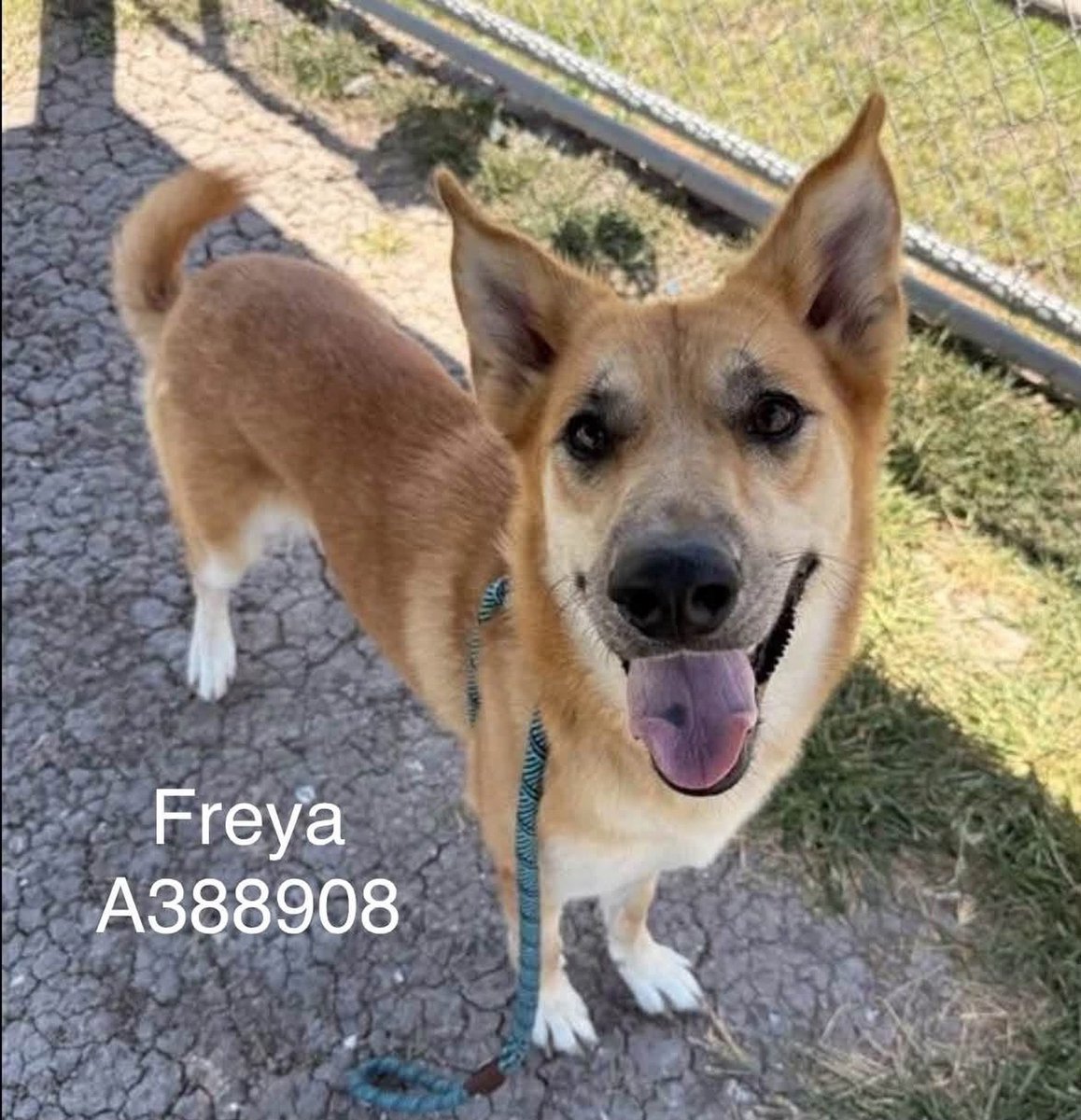 LisaBrabson's tweet photo. FREYA #A388908 2yo
Beautiful girl is getting little attention,So #CorpusChristiACS wants to KILL her 10/2🤬😭
🆘️She DESPERATELY needs your HELP🆘️
Such a sweetheart,so loveable &amp; affectionate
Plz⌛️ HURRY #ADOPT #FOSTER OR #PLEDGE4RESCUE to save this angel 😇 
$25 to ADOPT #TX https://t.co/JxSQzsvq10