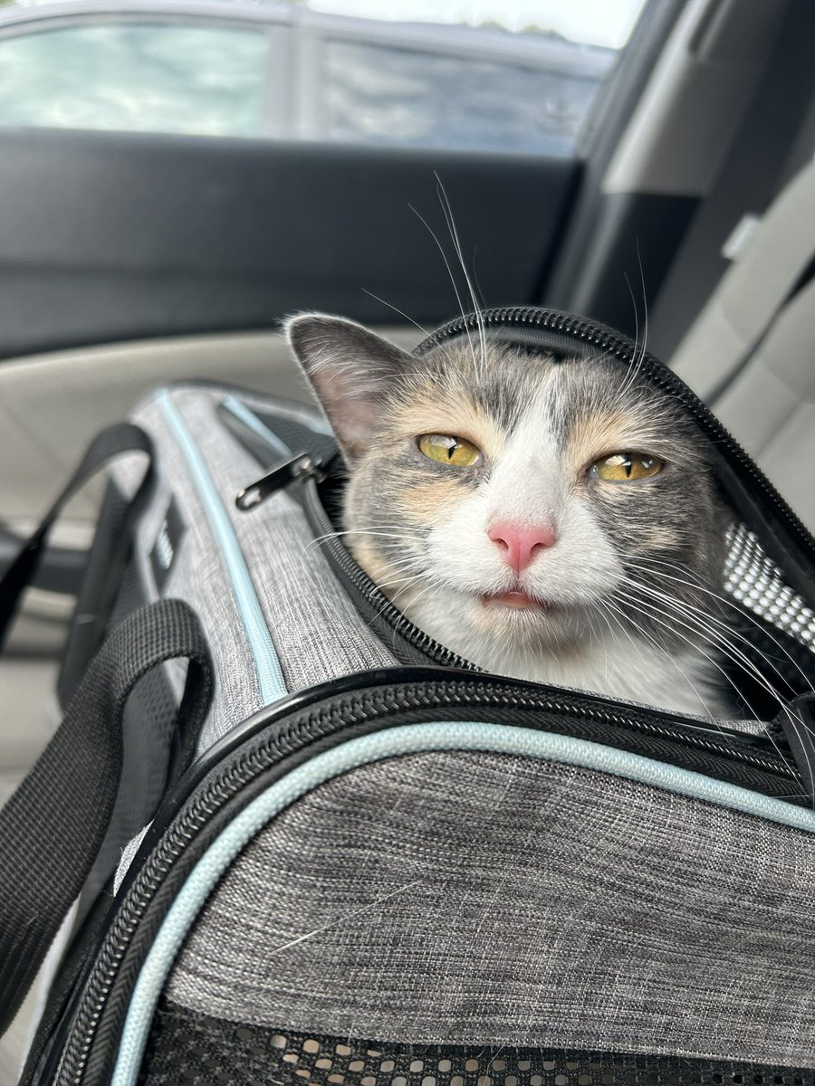 oreoeocat's tweet photo. https://t.co/51X60ACIi2