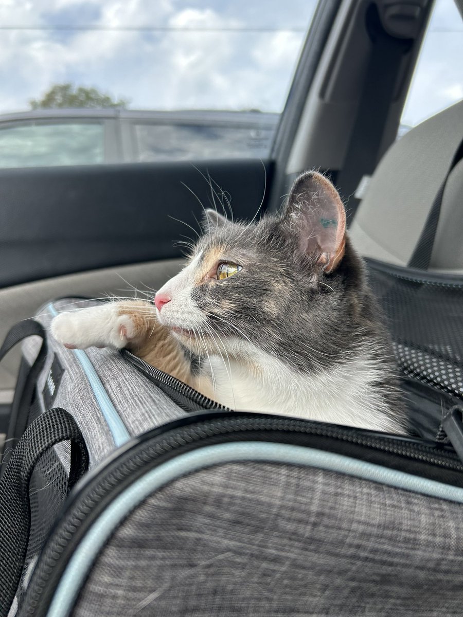 oreoeocat's tweet photo. https://t.co/51X60ACIi2