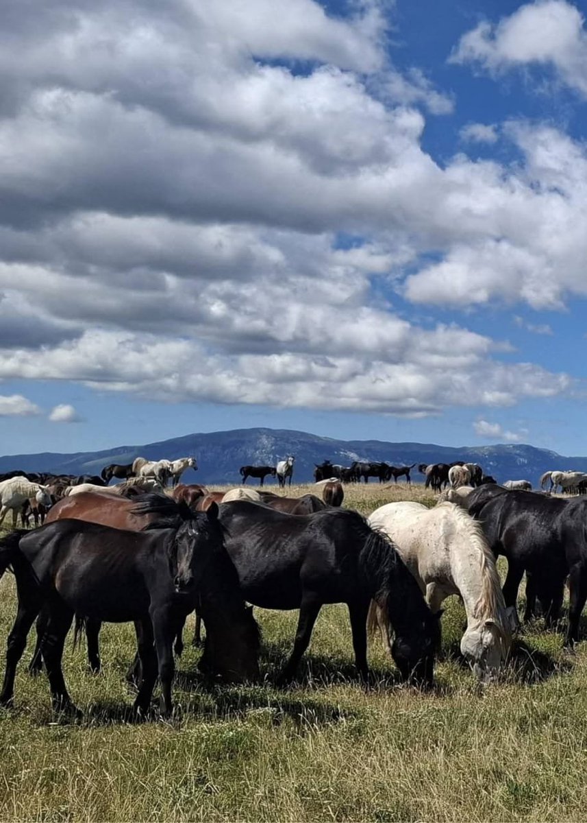 egqiod's tweet photo. 🐎 Pod vedrim nebom planine Cincar, tamo gdje vjetar šapuće priče o slobodi, žive divlji konji Livna. Snaga, ljepota i priroda u svom najčišćem obliku. Iskusite moment koji se pamti zauvijek! 🌿✨
#Livno #VisitBiH #BosnaiHercegovina https://t.co/eXqslBg29I