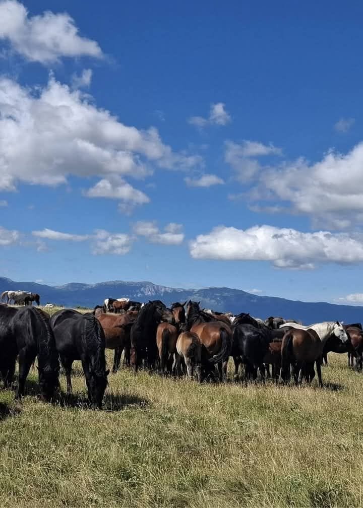 egqiod's tweet photo. 🐎 Pod vedrim nebom planine Cincar, tamo gdje vjetar šapuće priče o slobodi, žive divlji konji Livna. Snaga, ljepota i priroda u svom najčišćem obliku. Iskusite moment koji se pamti zauvijek! 🌿✨
#Livno #VisitBiH #BosnaiHercegovina https://t.co/eXqslBg29I