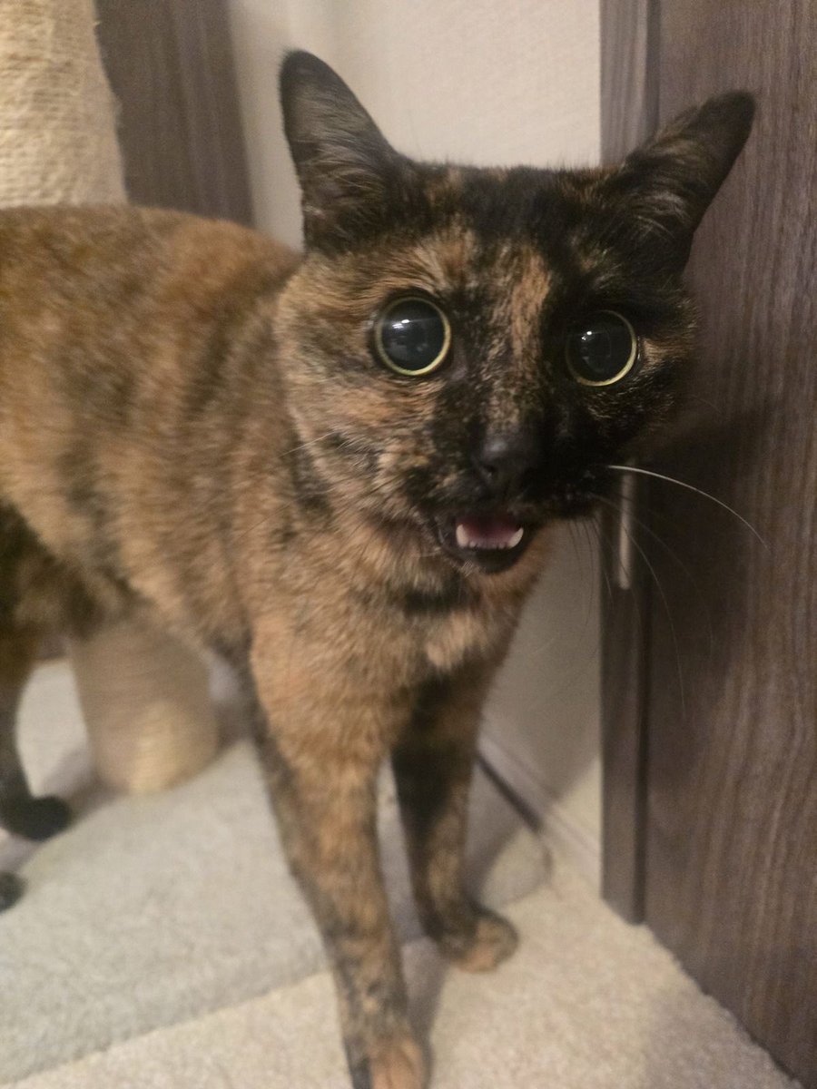 swinkying's tweet photo. shoutout to beautiful big round eyed kitties. i would do illegal things for all of u https://t.co/5sQV98UjpQ