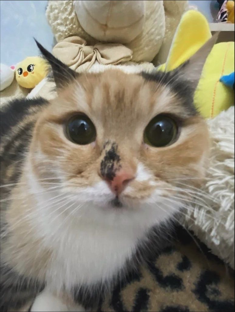 swinkying's tweet photo. shoutout to beautiful big round eyed kitties. i would do illegal things for all of u https://t.co/5sQV98UjpQ