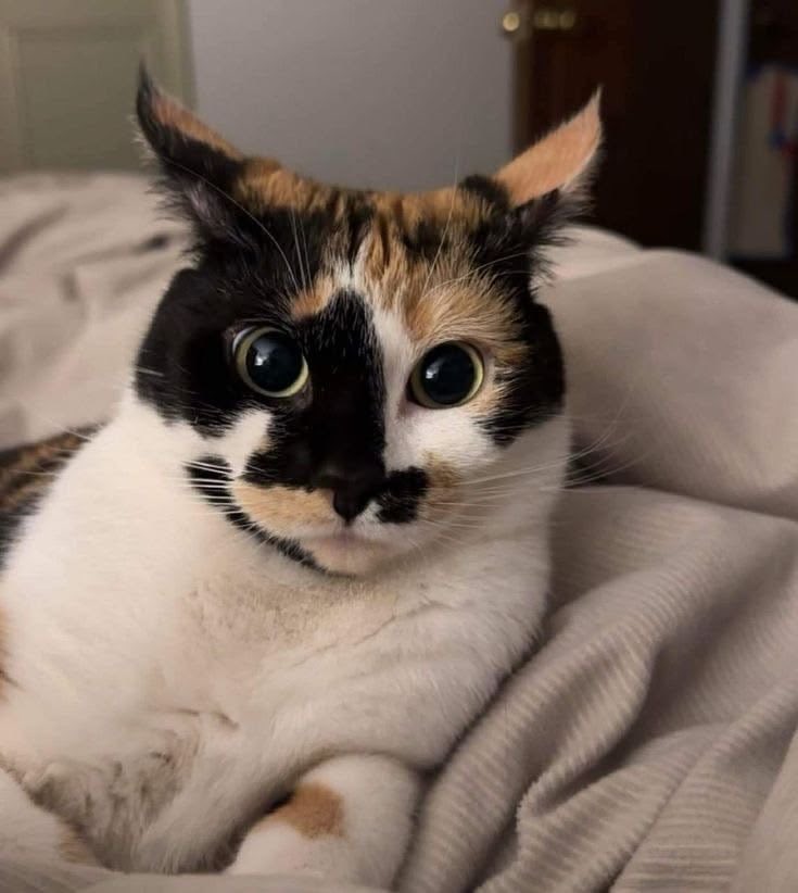 swinkying's tweet photo. shoutout to beautiful big round eyed kitties. i would do illegal things for all of u https://t.co/5sQV98UjpQ