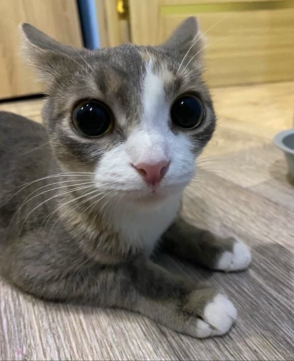 swinkying's tweet photo. shoutout to beautiful big round eyed kitties. i would do illegal things for all of u https://t.co/5sQV98UjpQ