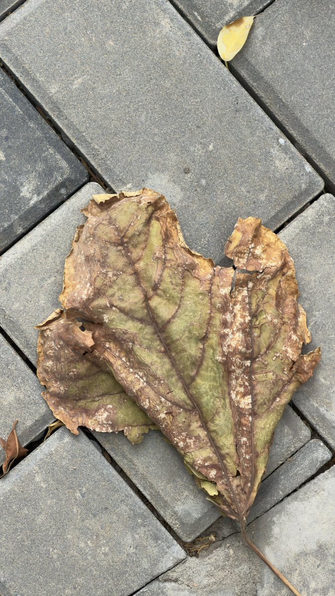 haxqi_'s tweet photo. اليوم قعدت اتأمل الشجرة ذي عجبتني مره
موسم الخريف 🍂 https://t.co/BhiCDaZdOp