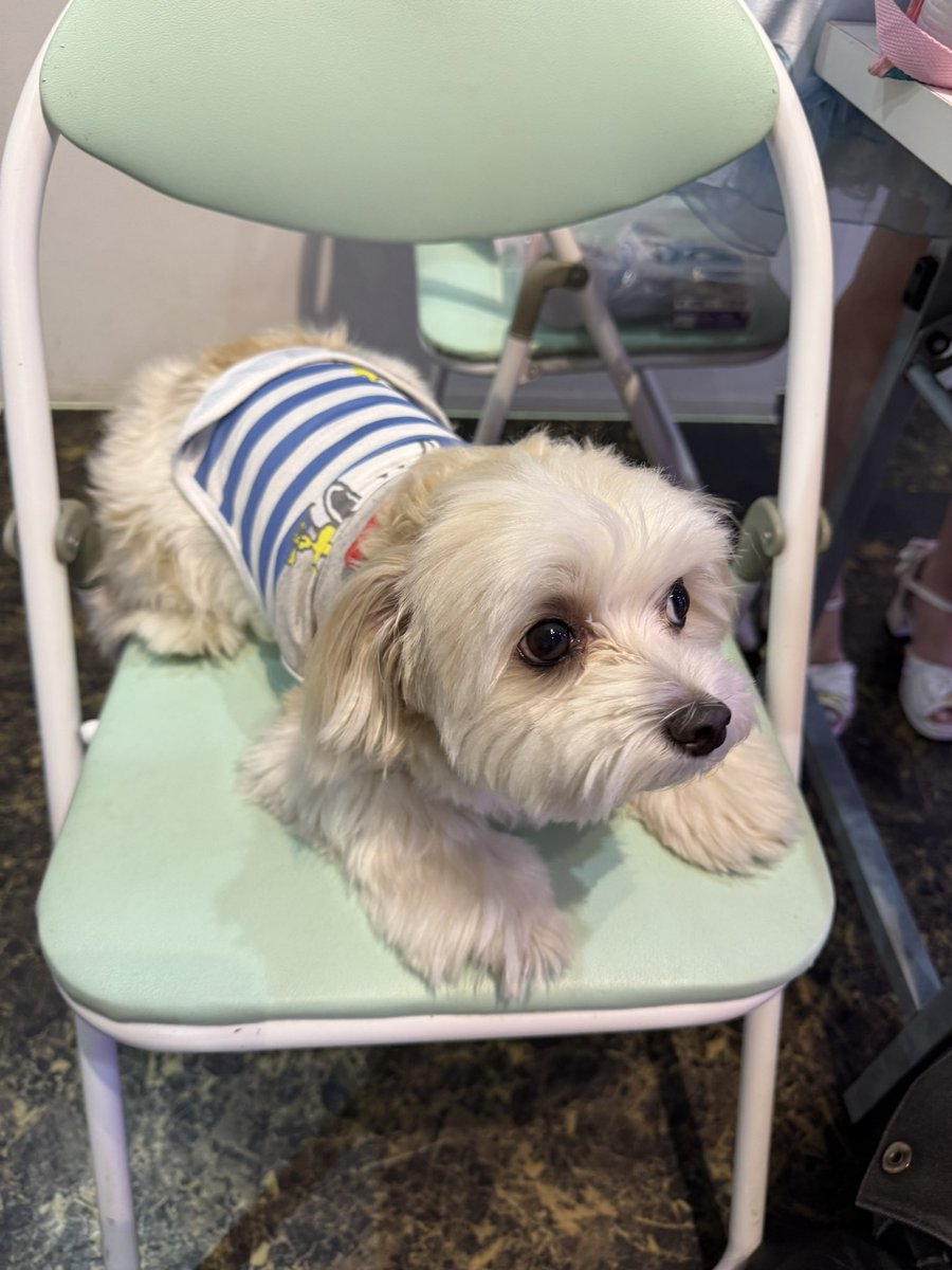 Marie_Tencho's tweet photo. みんなおはよーだワン✨
10月だよー！マリーです🐶

雨はまだまだ続くけど線路も続いてるよー🚃

今日も元気に頑張ろうねっ☆🐾

＃マルチーズ 
＃マリー店長 https://t.co/TOOWfuLM7x