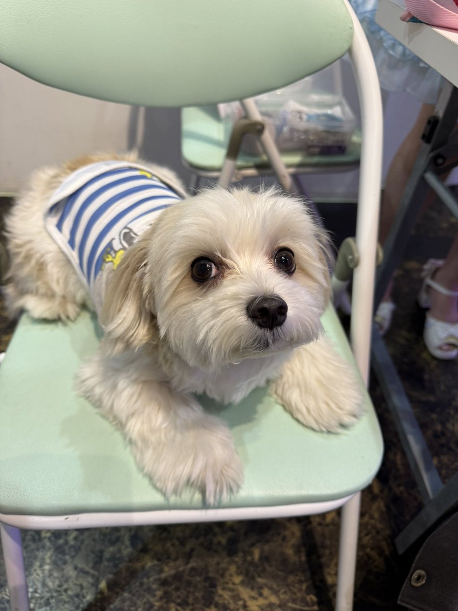 Marie_Tencho's tweet photo. みんなおはよーだワン✨
10月だよー！マリーです🐶

雨はまだまだ続くけど線路も続いてるよー🚃

今日も元気に頑張ろうねっ☆🐾

＃マルチーズ 
＃マリー店長 https://t.co/TOOWfuLM7x