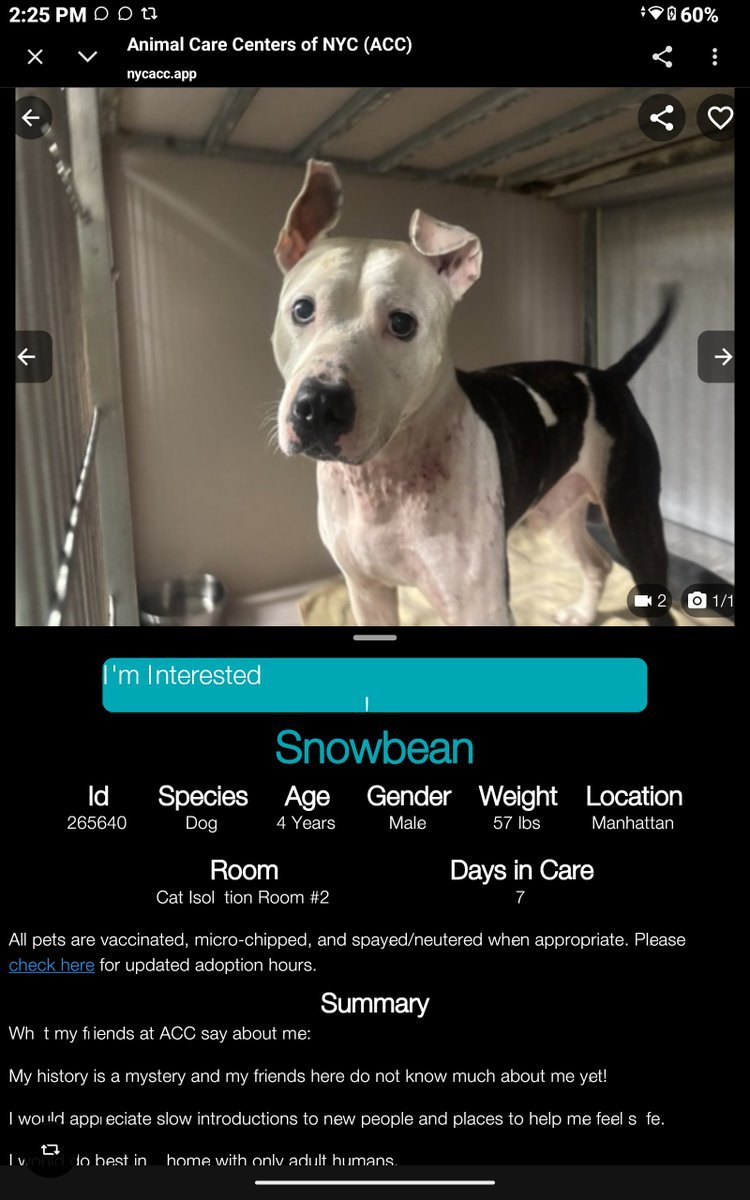LisaBrabson's tweet photo. SNOWBEAN #265640 4yo
I'm BEGGING u to plz help save this darling boy!
Little guy is kept in crate,gets so EXCITED when he gets out,so #NYCACC wants to KILL him😭
ABSOLUTELY ADORABLE little lovebug 
Plz #Adopt #Foster or #Pledge4Rescue 
ADOPT FREE 

 https://t.co/B6vwRZhiMF https://t.co/Cs5YTEwZ6S