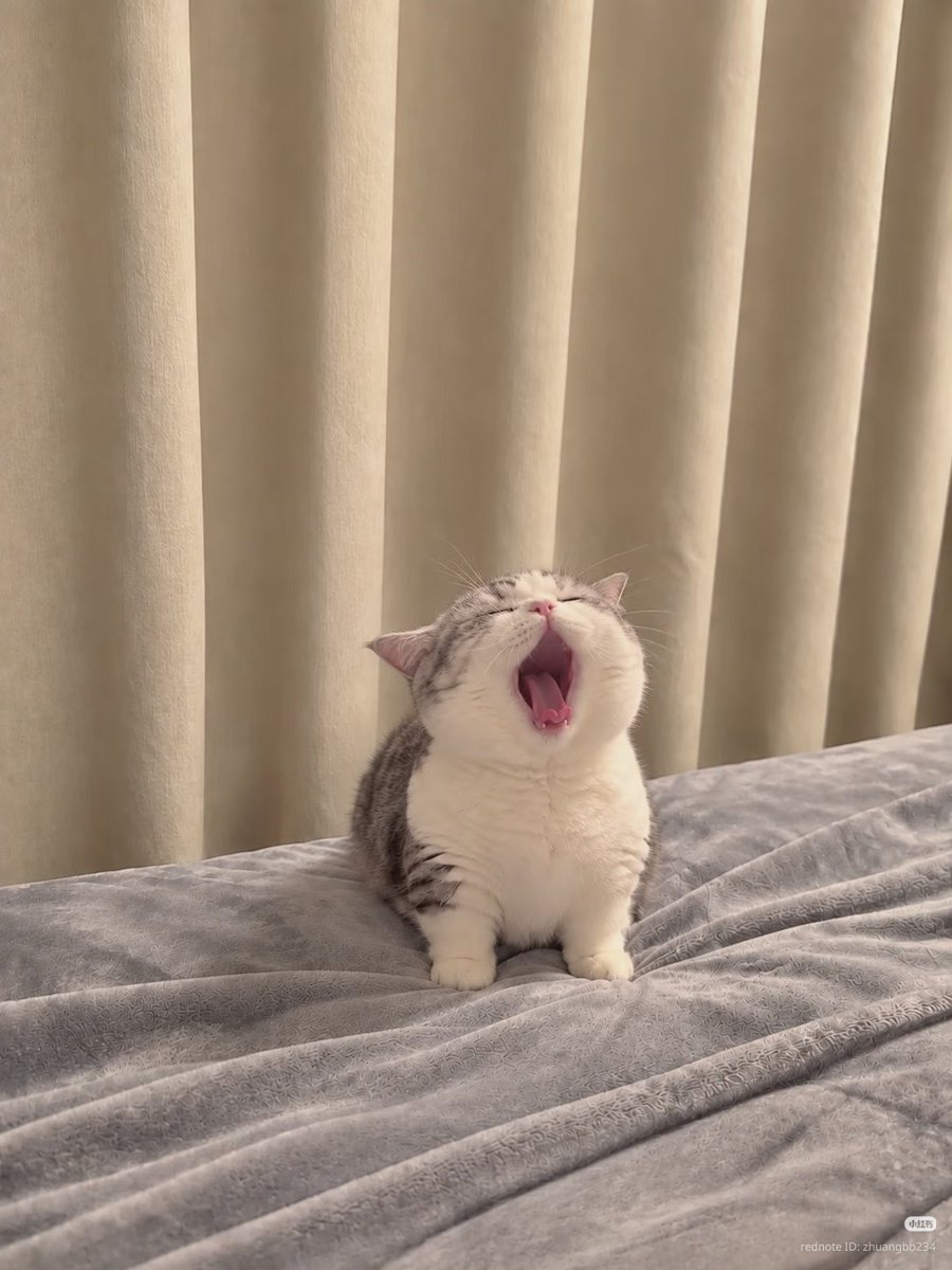 pic4Cat's tweet photo. AAAAAAA https://t.co/P81VXosMy6