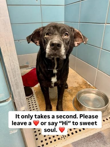 AnumRanj48587's tweet photo. Please don't scroll away from this face. 💔
He deserves more than loneliness.
He deserves a chance to feel loved. 🐾🐶 https://t.co/lPiXtpvkCp