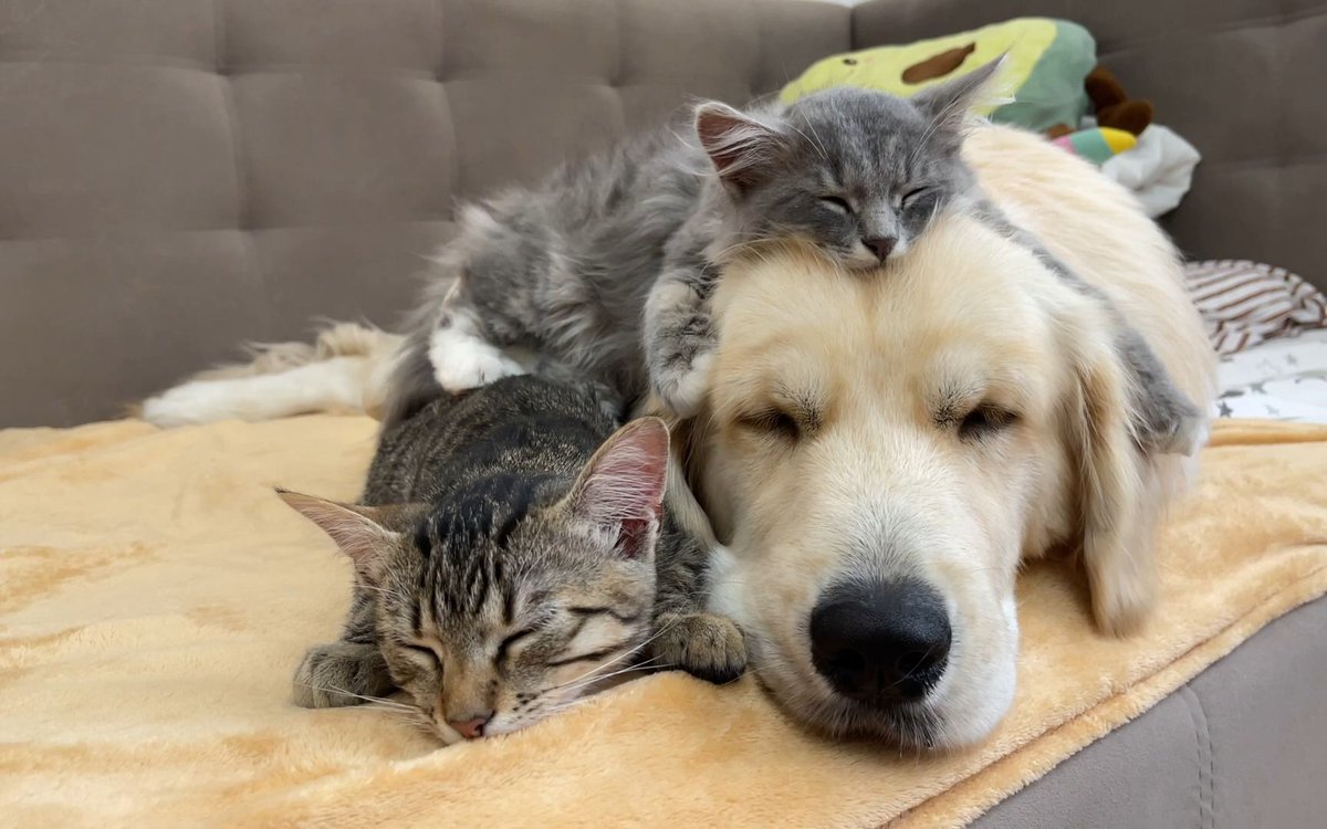 ColeneCarnrd's tweet photo. Nothing beats coming home to a wagging tail and a warm purr—pure, unfiltered pet love that turns ordinary days into bright ones.， https://t.co/07OWfKVTkl