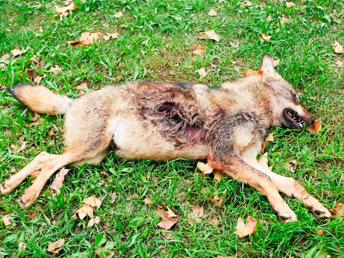 rafamerdel's tweet photo. En #Asturias, están matando un #lobo cada cuatro días.

Esta es la política de exterminio que aplican @AdrianBarbon y @Marcelotineo para contentar a los representantes de COAG, USAGA, UCA, URA (además de premiarles con 63.912 €, 67.926 €, 68.601 € y 99.561 € respectivamente). https://t.co/fFNsJUfxlc