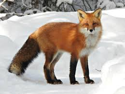 fermiidirac's tweet photo. like are we serious that is clearly a fox
maybe a red panda if you use your imagination reaaaally hard but like. that was an afterthought. https://t.co/wVIp9KrgIf