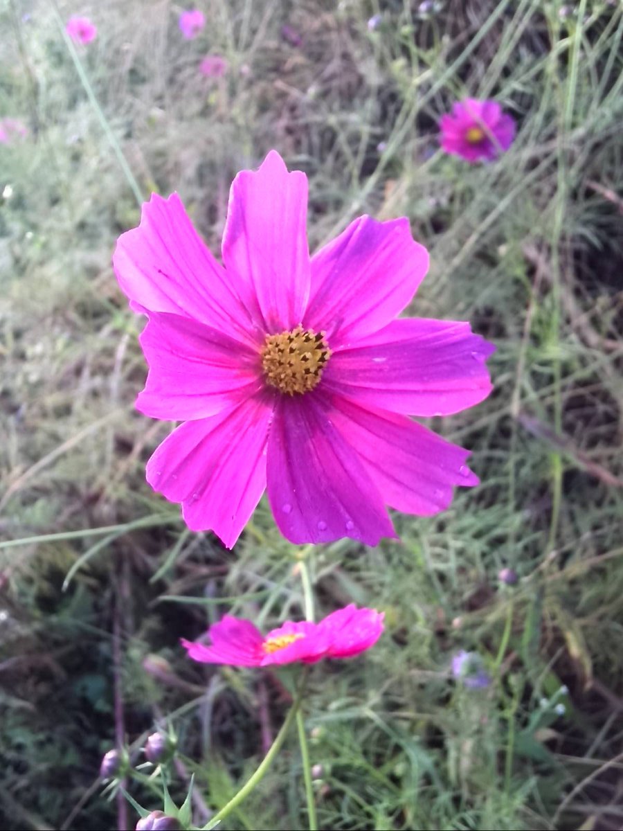 2kosumosu2's tweet photo. #見つけたもの
#花
#写真 https://t.co/DHTNAR9drk