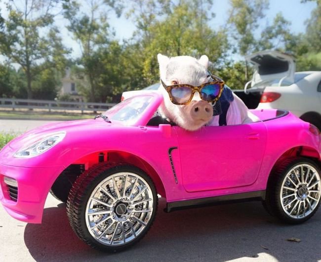 GWENPO_0L's tweet photo. #MOJOMOJOWORLD2026
#MojoworldFastAndFurious

ㅤLa mini Pig apareció en su galante auto, uniéndose a la carrera y la espera del arranque. 
ㅤㅤ https://t.co/g7pJVOOvHp