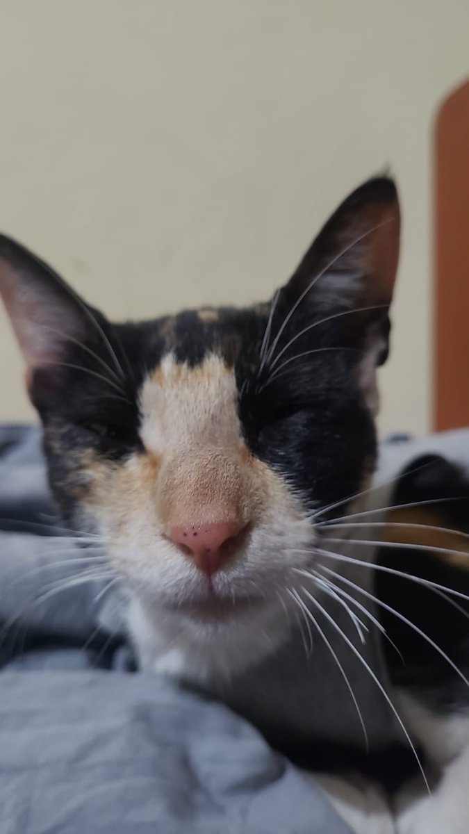piolito18's tweet photo. Miri en adopción 💖
8 meses 
Esterilizada 
Desparasitada 

907 987 050 https://t.co/yaOKR13uFf