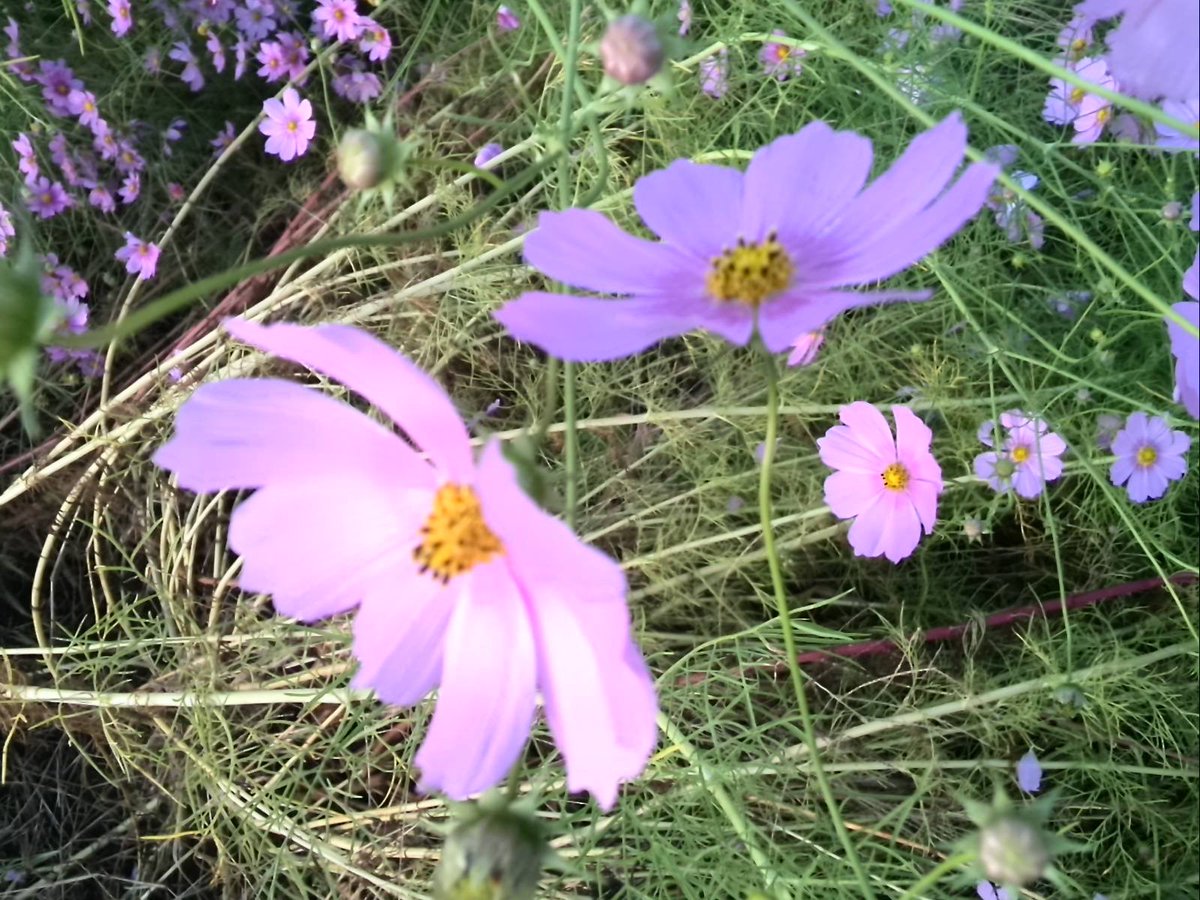 2kosumosu2's tweet photo. #見つけたもの
#花
#写真 https://t.co/CCO85kWTQJ