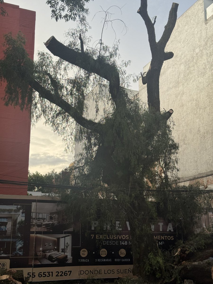 revuelta2020's tweet photo. @LuisMendozaBJ Y el árbol de Rebsamen? Quien autoriza cortar? Peculiar que construyen y lo tiran, desde el render ya no estaba el árbol, que sigue? Plantan uno ahí? O quien manda? Digo para preguntarle a quien si pueda hacer algo @AccionesBJ @BJAlcaldia @ClaraBrugadaM https://t.co/2HeYZCPKpS