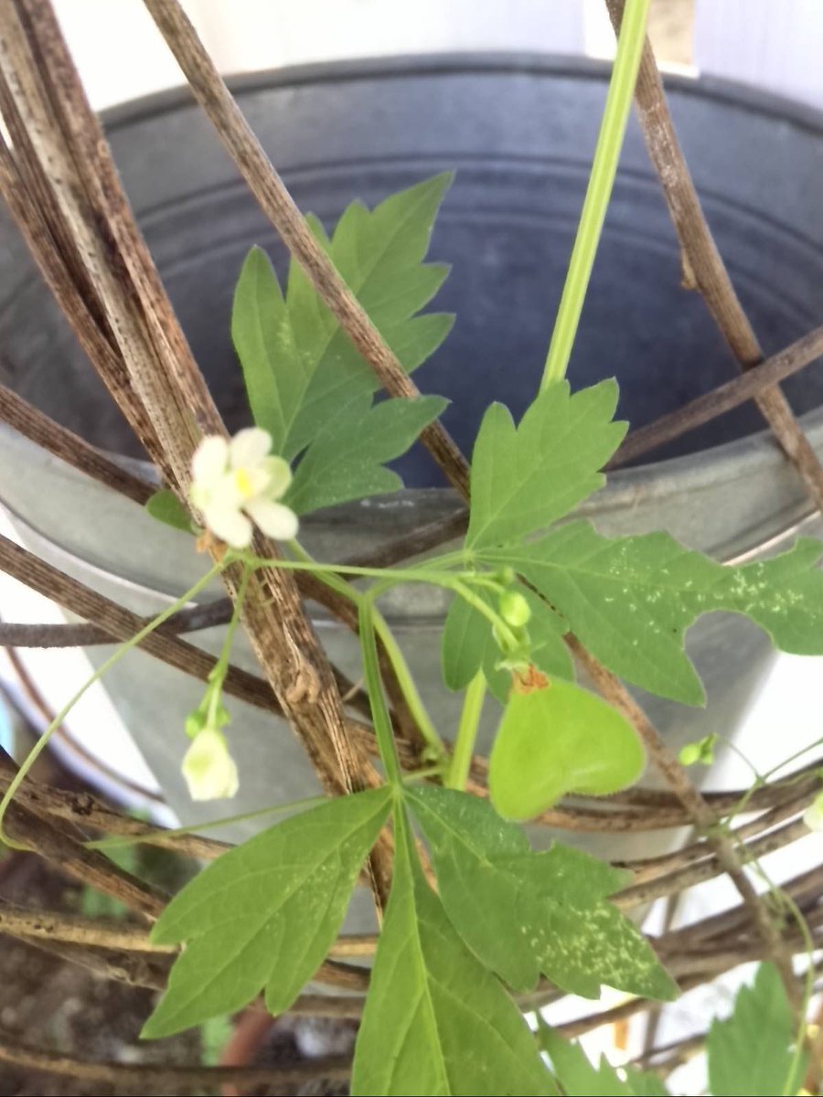 2kosumosu2's tweet photo. #見つけたもの
#花
#写真 https://t.co/ghB4Jlerj9