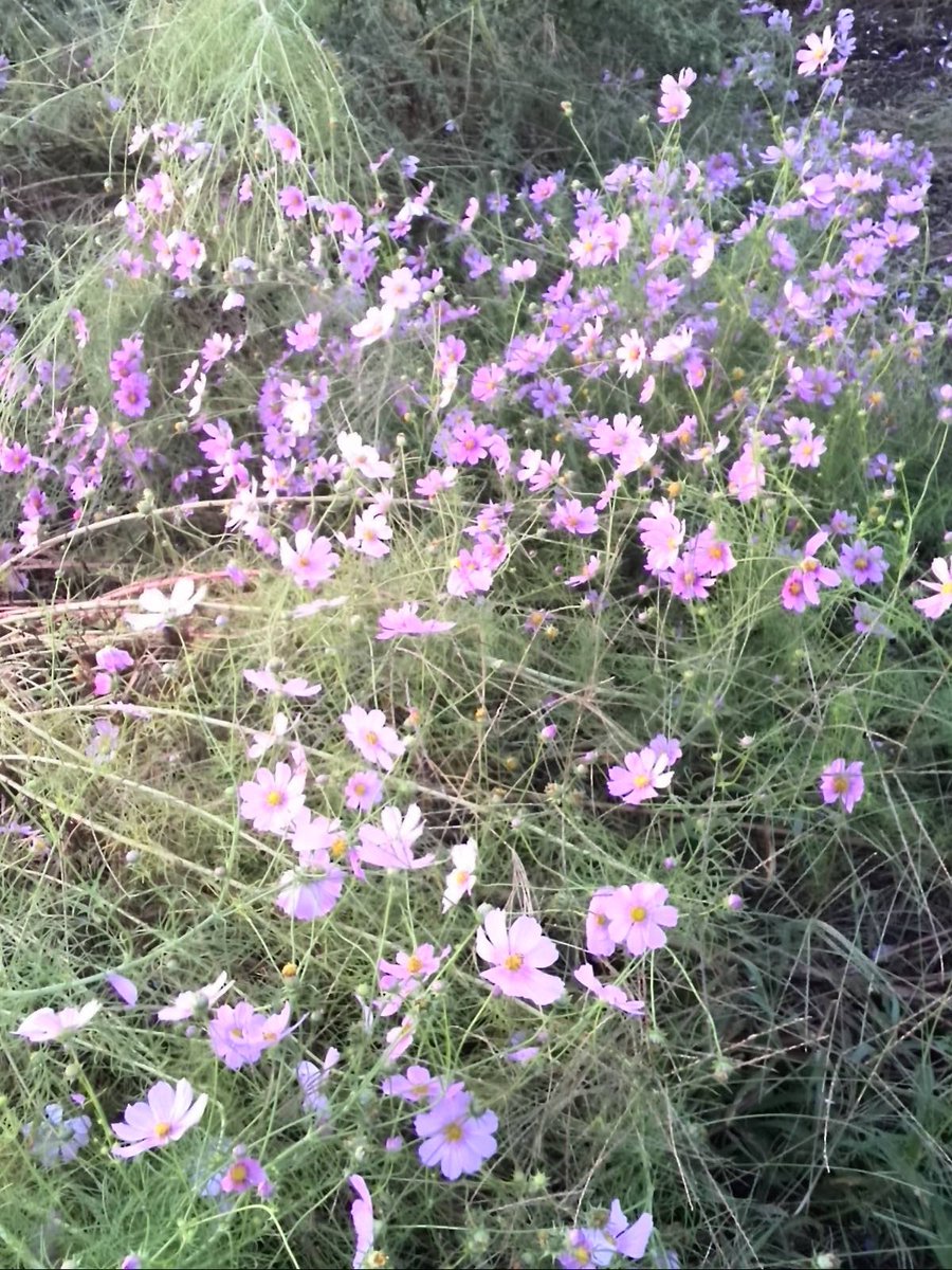 2kosumosu2's tweet photo. #見つけたもの
#花
#写真 https://t.co/ghB4Jlerj9
