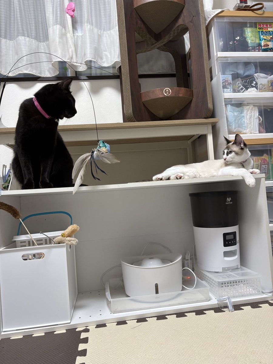 gurasansansan's tweet photo. 一ヶ月でやっとこの距離感😅
#保護猫 https://t.co/cBGRqiVSAH