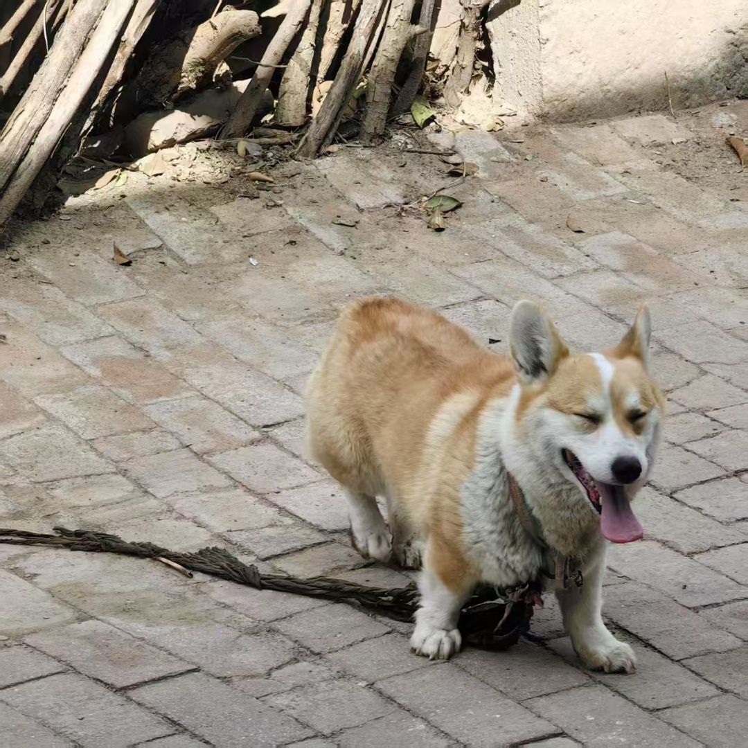 AdelinePenvwvg's tweet photo. Mi perro Milo pasó de ser un cachorrito chiquito a un compaero juguetón en 1 ao  Cada día con él es una aventura llena de alegría. https://t.co/1afcNiUW5F