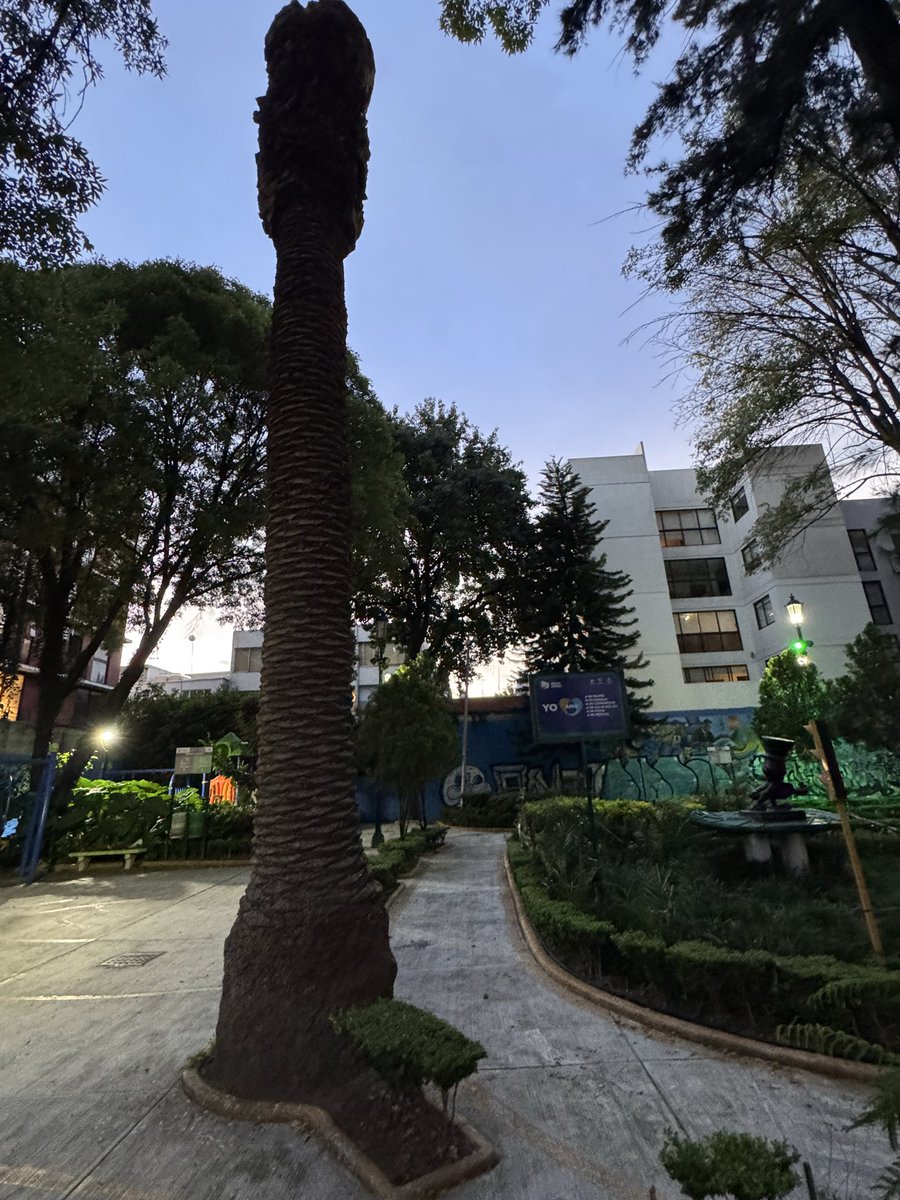 revuelta2020's tweet photo. @parquehundido @LuisMendozaBJ @AccionesBJ Ojalá y no pase nada en el parque de Cri Cri en pestalozzi, cadáver de palmera, en un lugar donde juegan niños, a quien le pedimos que lo retiren? @LuisMendozaBJ o tenemos que construir ahí cerca para que reaccionen? @AccionesBJ @BJAlcaldia @ClaraBrugadaM @supercivicosmx https://t.co/CcgIJ0svFz