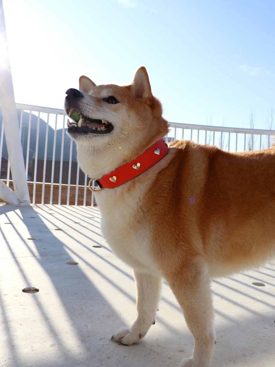 NelidaCarkrb7's tweet photo. Mi pequeo perrito crece tan rápido! Hoy su collar le queda justo y ya juega solo con su juguete favorito. Cada día es una nueva aventura con él ， https://t.co/vAMD2qr23P