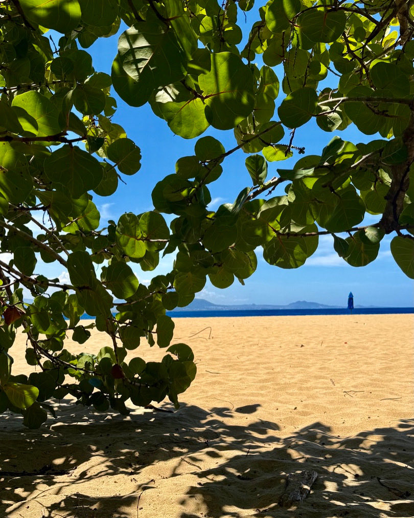 skybyok's tweet photo. Life 🌴
#treetree #seewhatisee #onlytoday #thedaywemeet #seethebeauty https://t.co/AGm4dQs3SI
