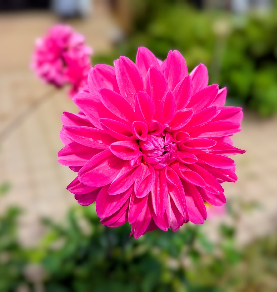 1zbXjHKb418Z7zM's tweet photo. １０月１日（晴れ）お日様出るよ🌤️

皆様おはようございます🌺｡⁠◕⁠‿⁠◕⁠｡🐔
長雨の９月~１０月晴れｽﾀｰﾄ🍂🙌😉

ﾓﾘﾓﾘ木曜日~今日も頑張ろーね‼️✨💪
笑顔で素敵な１日になります様に🍀🌈
今月も宜しくお願いします(⁠*⁠˘⁠︶⁠˘⁠*⁠)⁠🦇🧙

🏡フヨウの花とダリアも元気だよ😁 https://t.co/M5KMQaqTwM