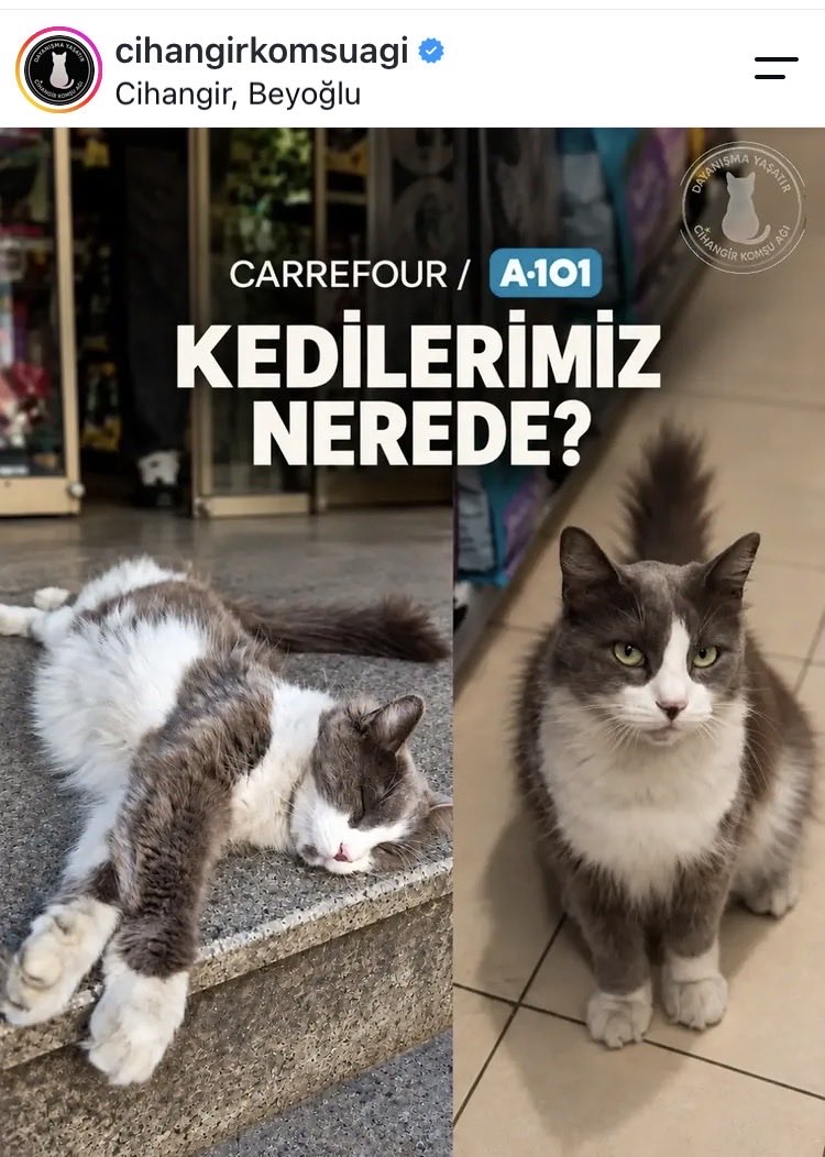 womanchildanima's tweet photo. CİHANGİR BEYOĞLU A101 🚨

KEDİLERİ BİLİNMEZE ATMIŞ

DERHAL KEDİLERİ GETİR @A101iletisim #boykota101 CAHİL GÖRGÜSÜZ HAYVAN DÜŞMANI @A101iletisim ‼️‼️‼️

Kediler nerede??? @BeyogluBld ???‼️‼️ KEDİLERİ GERİ GETİRİN‼️‼️‼️

LÜTFEN PAYLAŞIN 
HİÇ ETKİLEŞİM YOK https://t.co/cR6CaJdiie https://t.co/9chFZEcjz5