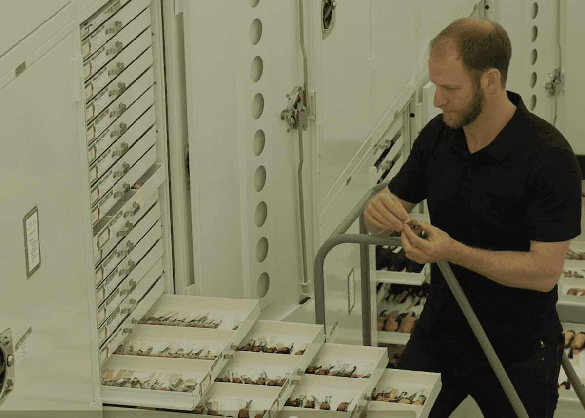 umichLSA's tweet photo. Each summer, migratory birds arrive in Michigan. Each fall, they leave. 

Ben Winger’s lab aims to understand why different bird species have evolved such diverse migration strategies, and how we can help conserve them: https://t.co/SpweS5amP3 https://t.co/QPZKdzOYEV