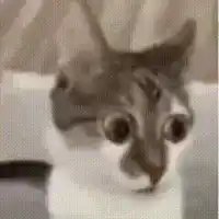 _Rocker_Duck's tweet photo. @lewdrover No.... What do you think? https://t.co/XzOHLmy0Cm