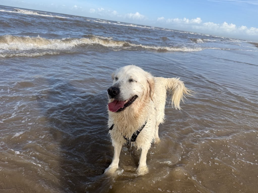 Jonjo6's tweet photo. @GarandThumb1 This is Ada my  6yr old golden.

Pros:The best friend you could wish for♥️

Cons: Selective Hearing , Stubborn and likes to roll in 💩 https://t.co/B8XqLJUIQd