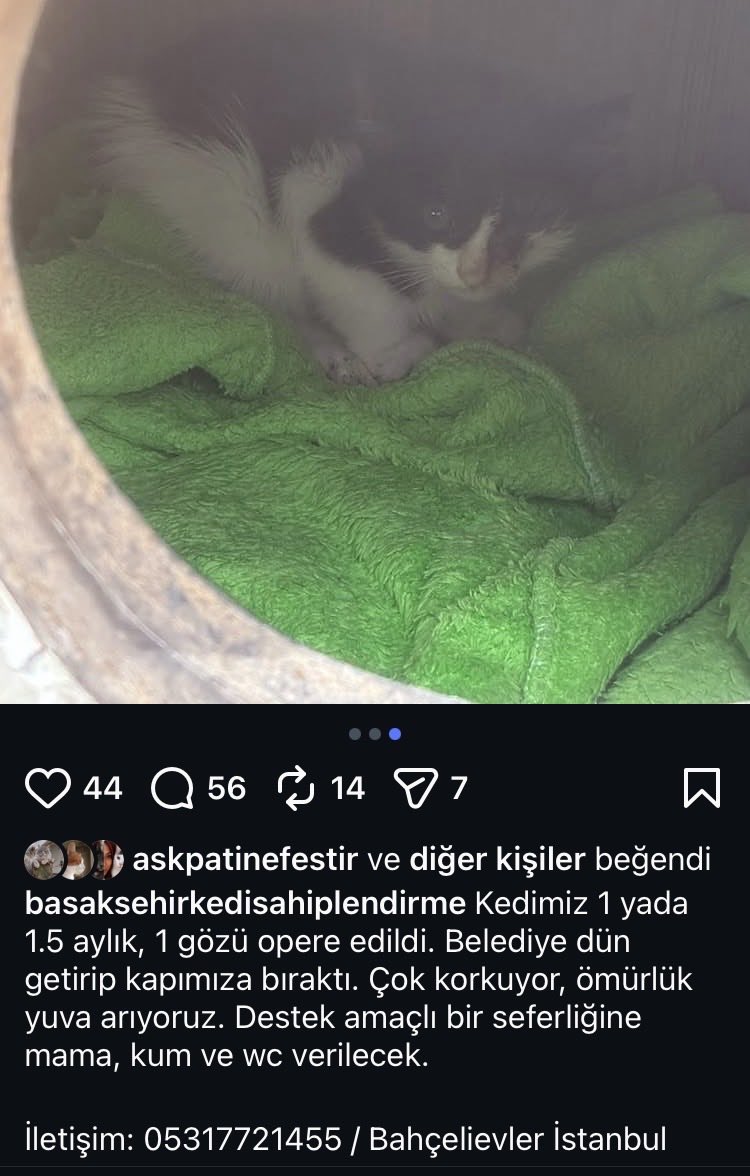 womanchildanima's tweet photo. Bahçelievler görme engelli yavru kedi sokakta https://t.co/b25Am2Nhzb